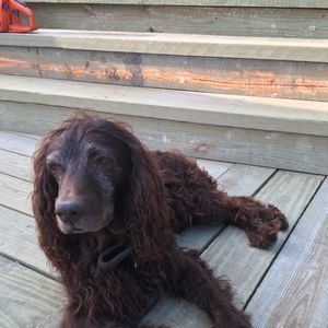 Meet your Posher, Harry